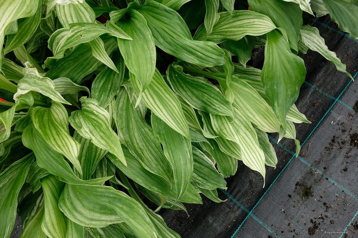 Хоста White Feather летом