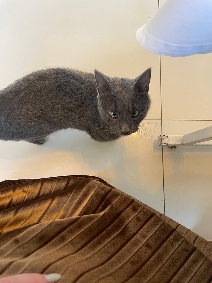 котик косенький оказался