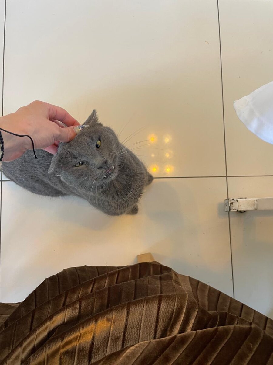 плюшевый вампир)))