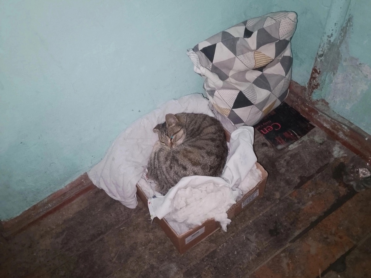 Истощённая кошечка принесла всего одного котёночка. От голода она не могла его выкормить