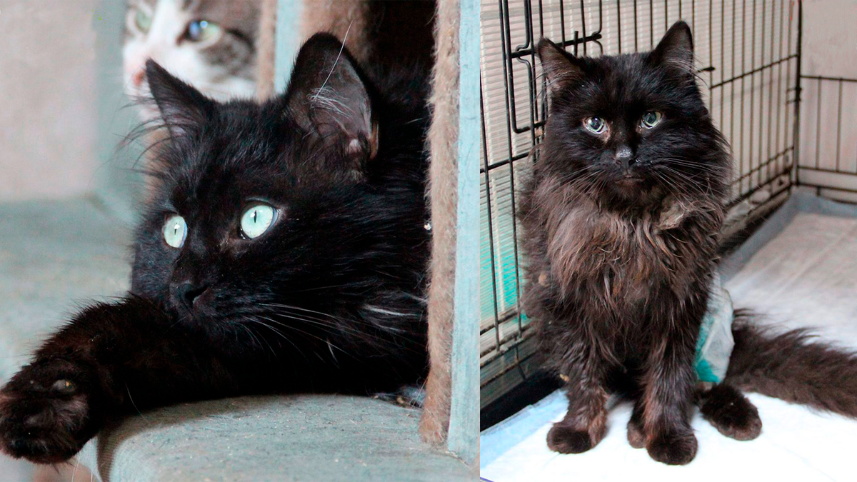    Котофей пришел во двор частного дома, прося о помощи