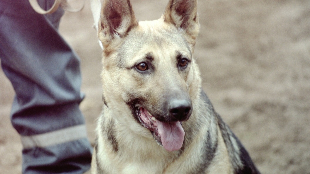    Victor Lisitsyn/Global Look Press/Globallookpress