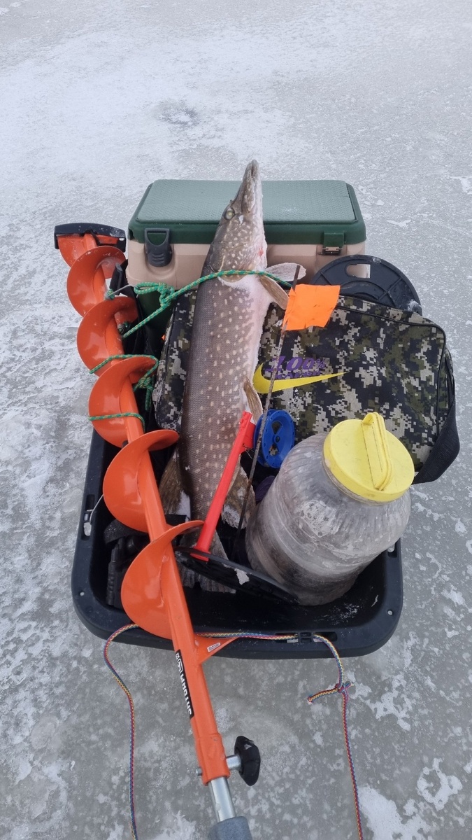 Последняя добыча админа на жерлицы