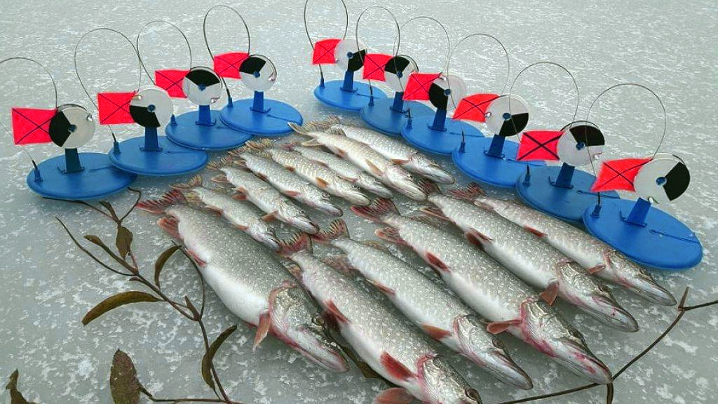 Жерлицы могут быть очень результативными, но не забывайте  о нормах вылова