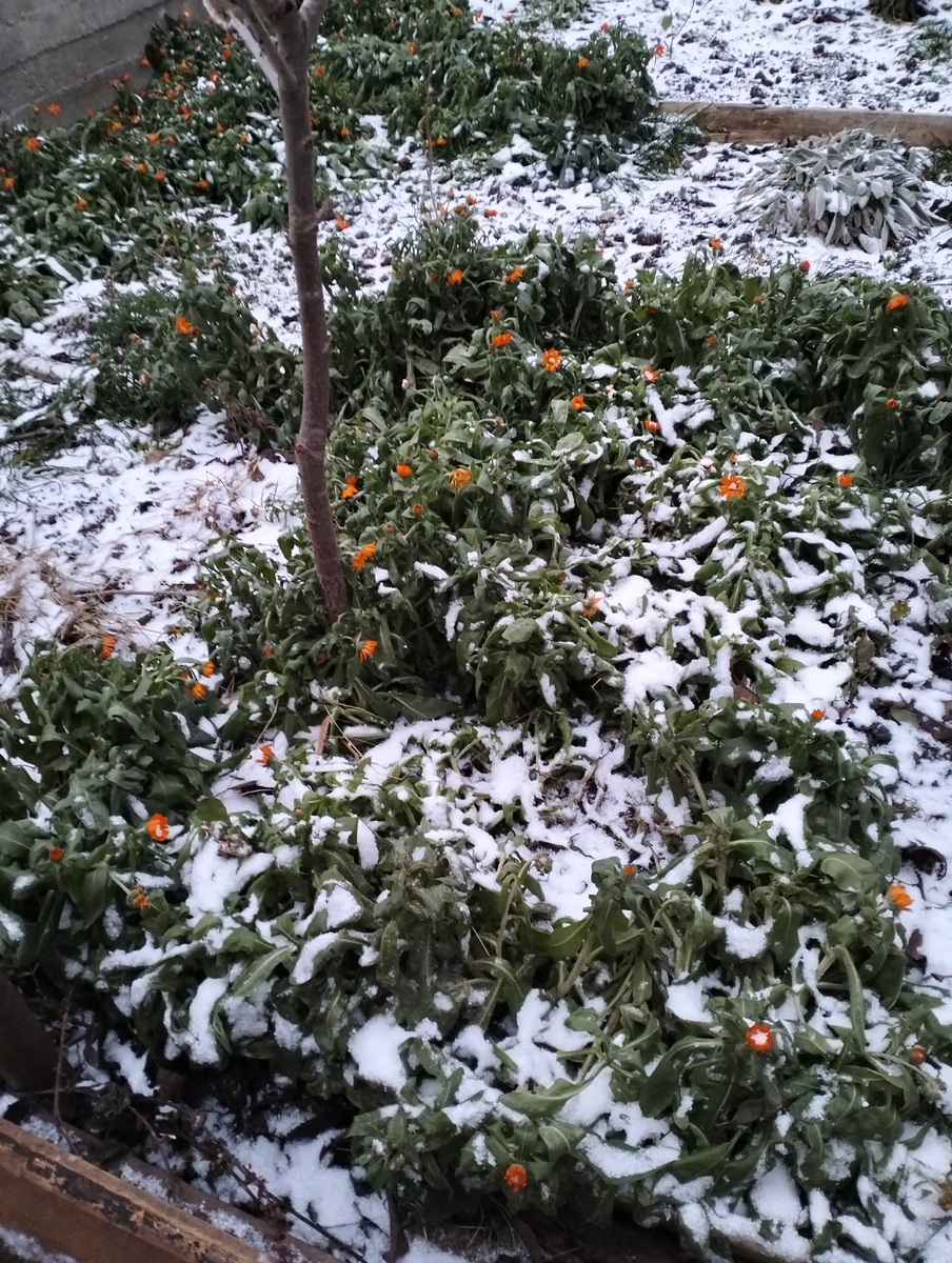 Наш снеговой покров