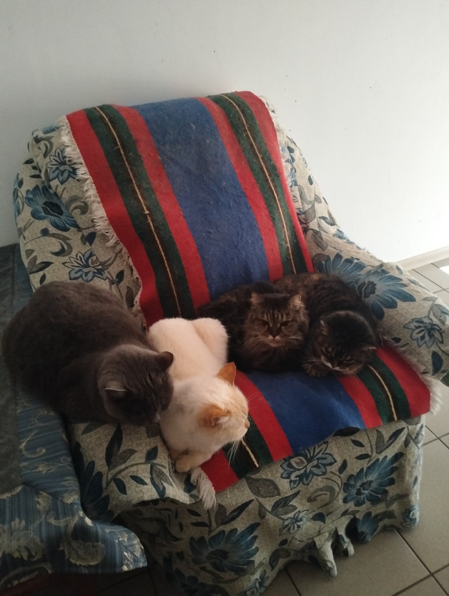 Коты сбились в стаю - так теплее