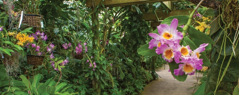 Коллекция орхидей  Marie Selby Botanical Gardens фото: https://selby.org