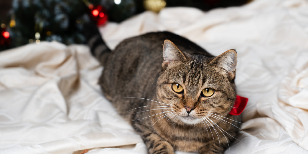 Очень ласковый, красивый кот ищет добрые руки🙏