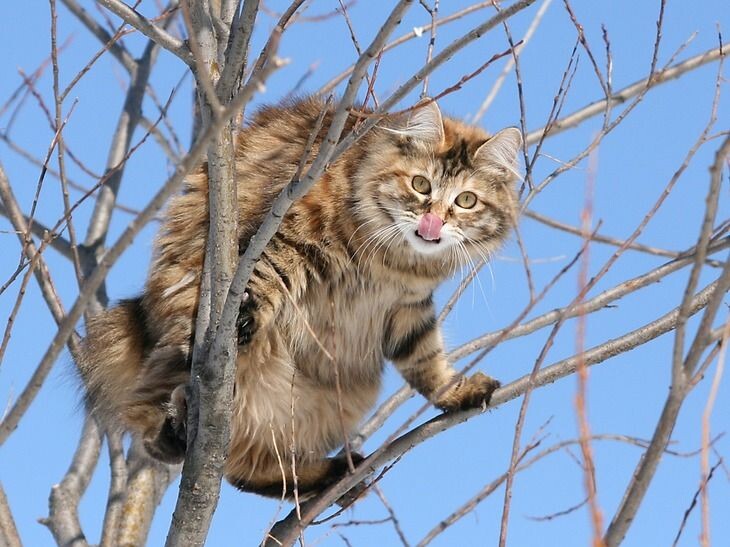 -Женщина! Уймите своего пса!