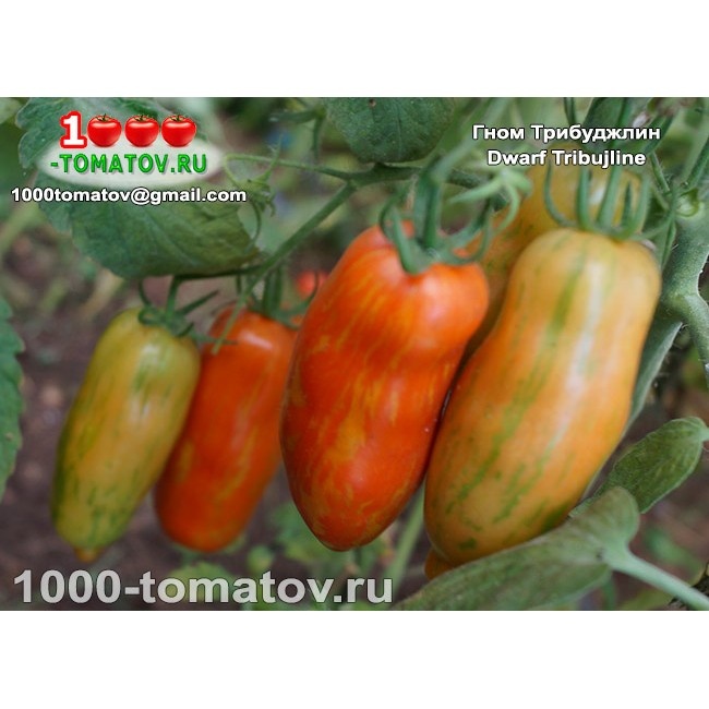 Томат Гном Трибуджлин Dwarf Tribujline 1