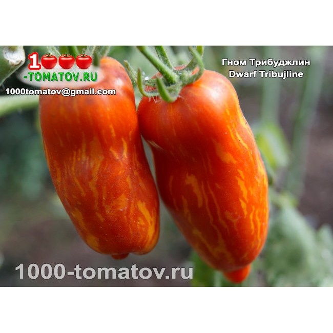 Томат Гном Трибуджлин Dwarf Tribujline 2