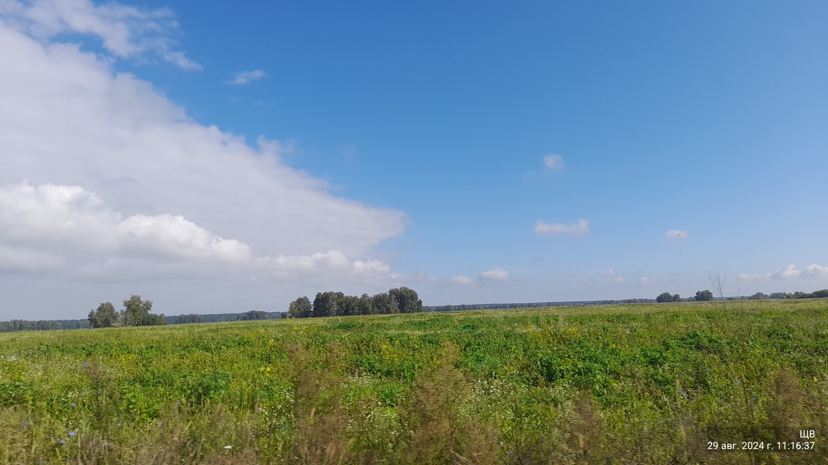 тут,как говорится, угадай что растет.. Не помню уже. Скорей всего наш донник