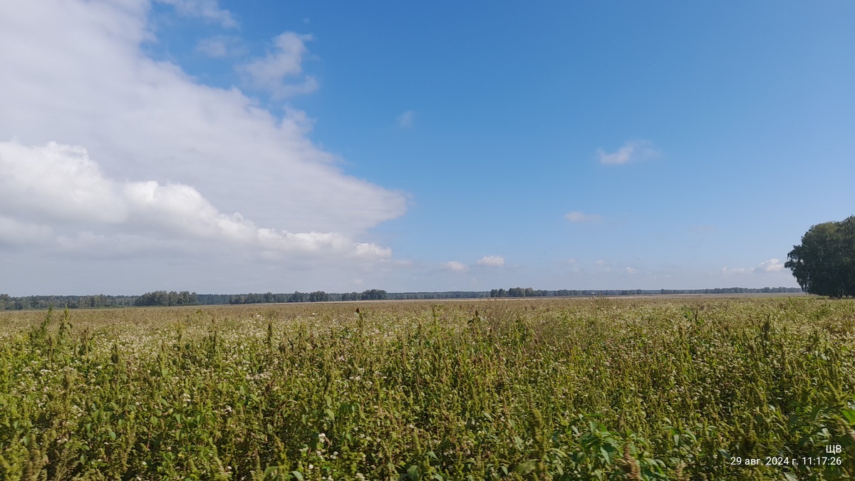 поле с гречихой(не наше)
