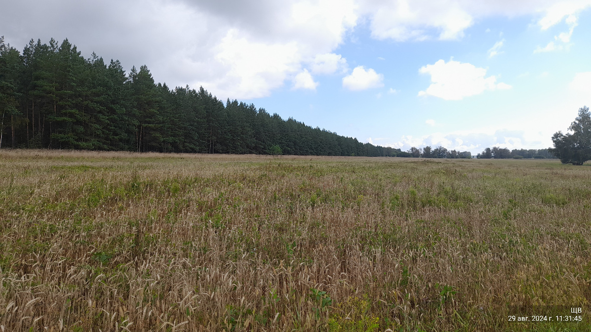 наша пшеница