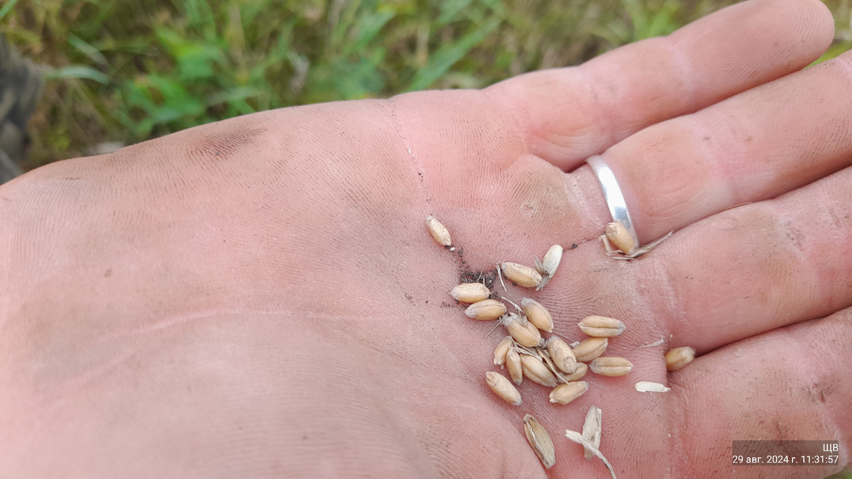 зерно из колоса