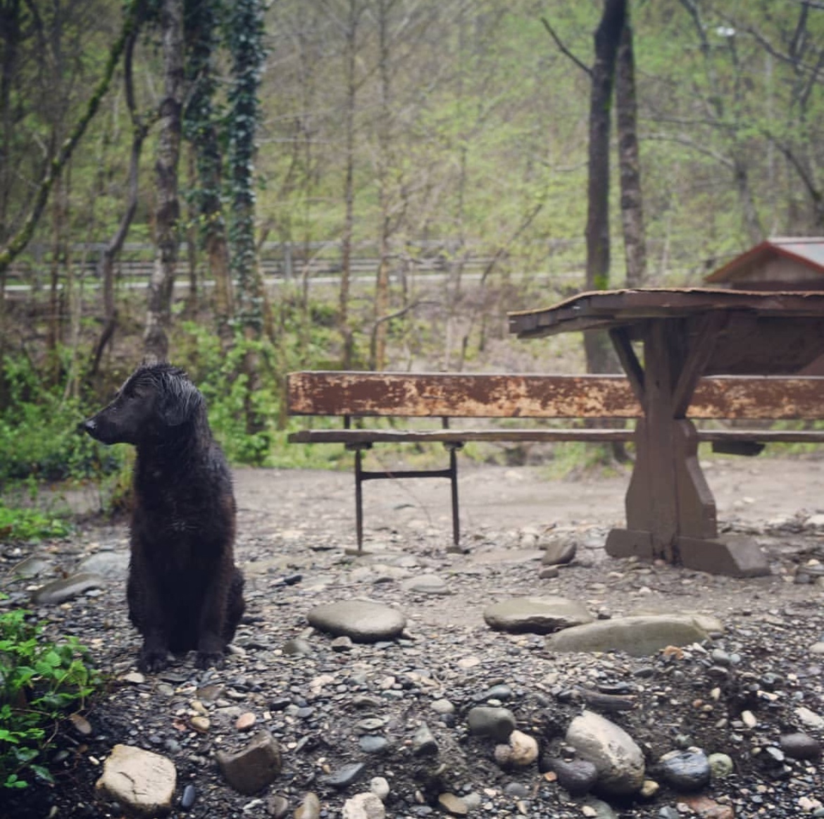 Загадочная собака