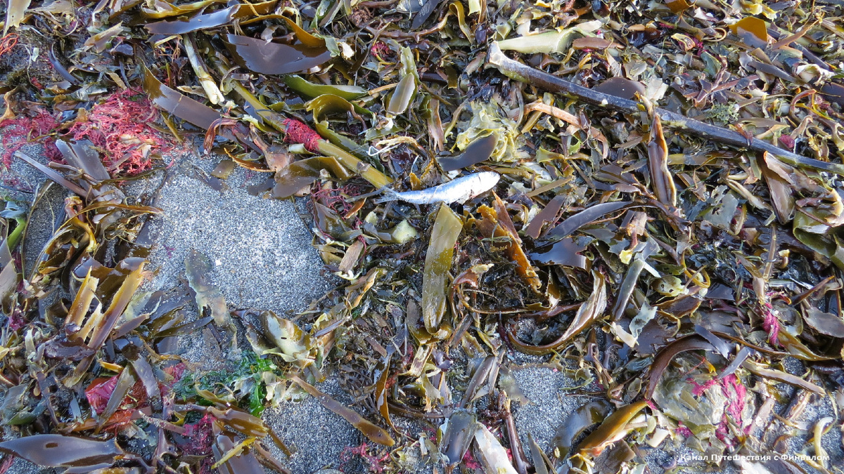 Удивительно, что на рыбёшку не позарились ни чайки, ни лисы.