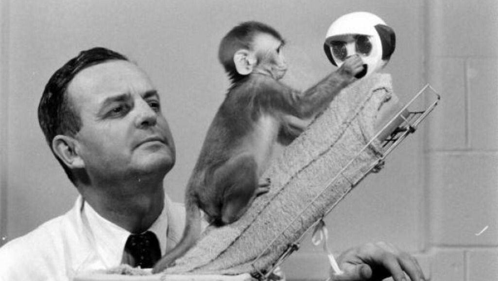 Гарри Харлоу и подопытный детеныш обезьяны