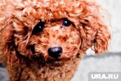    Пес, читающий рэп на китайском, за месяц набрал миллионы просмотров в Тик-Токе