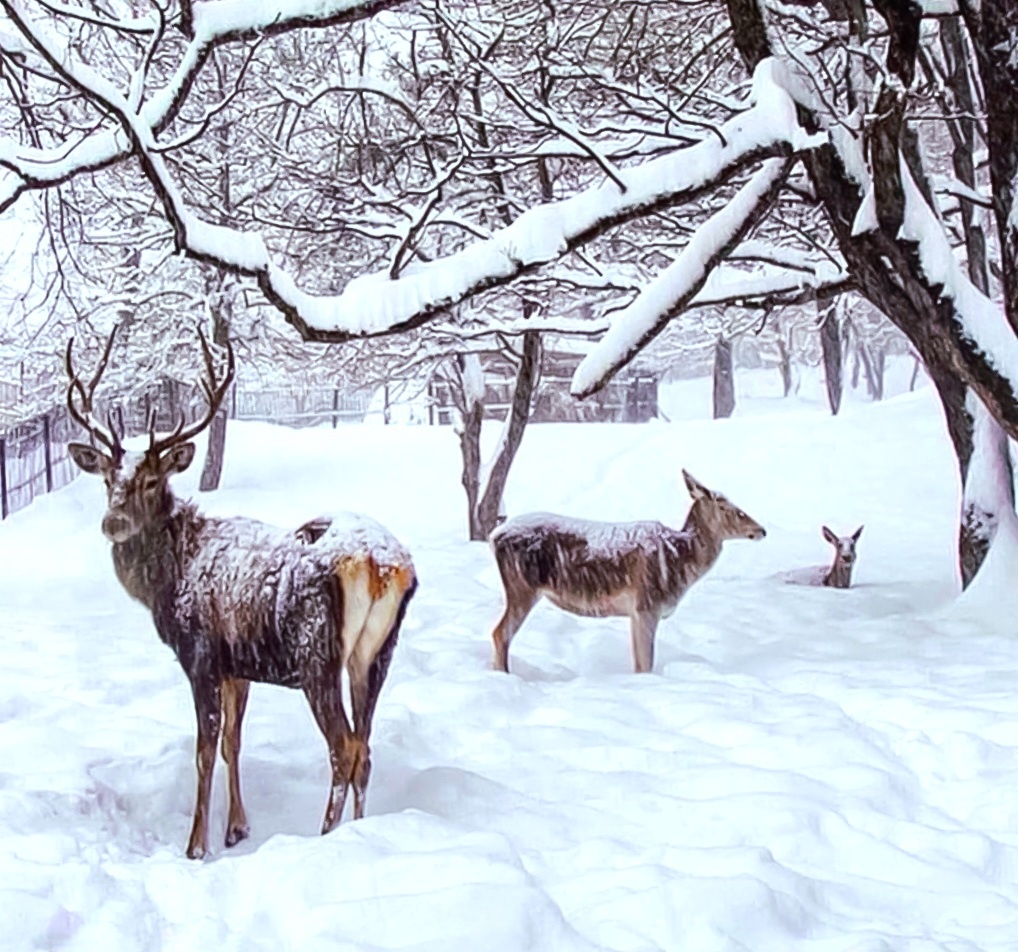 Фото Натальи Гавриловой.