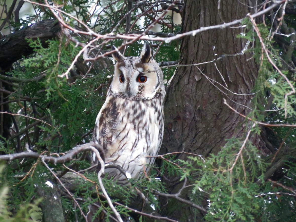 Сова. Фото Анны Гирагосовой