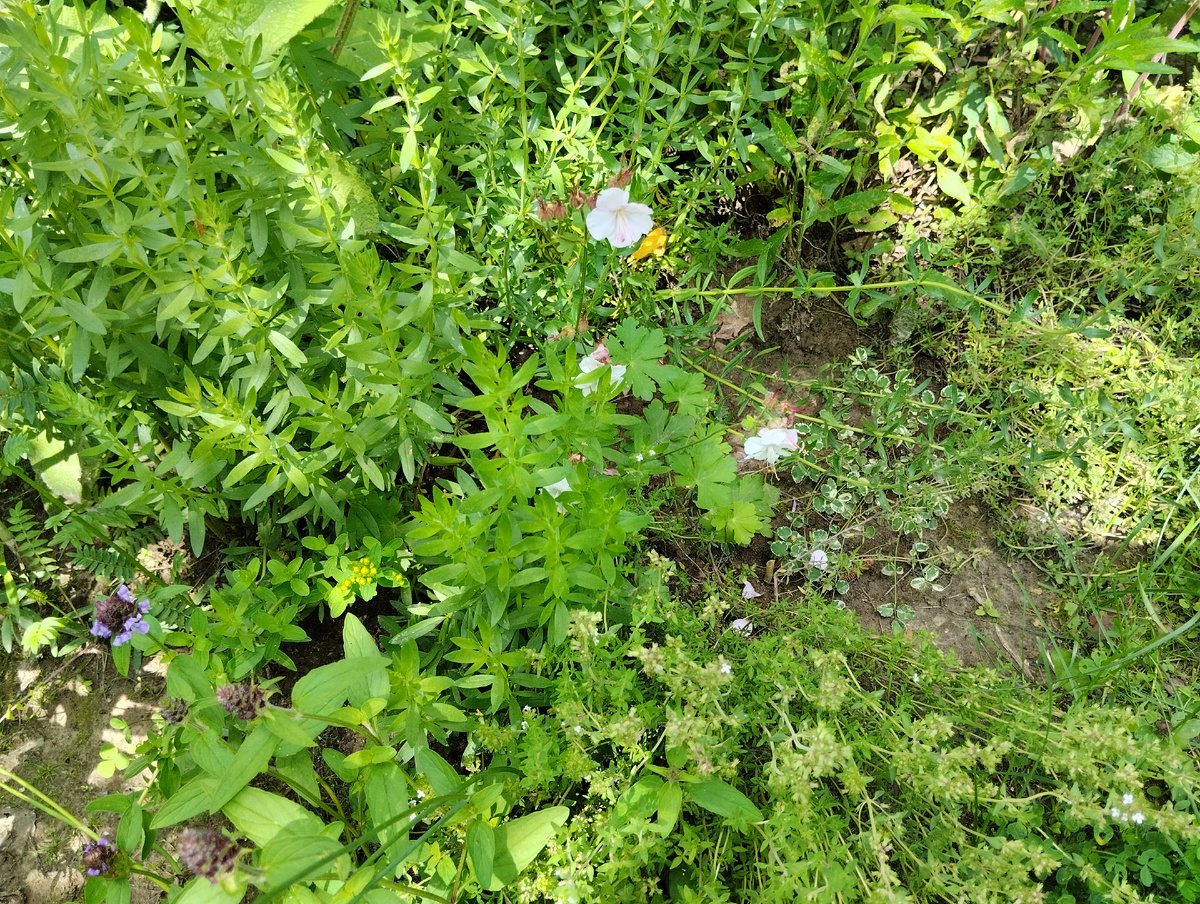 Черноголовка в цветнике (слева внизу)