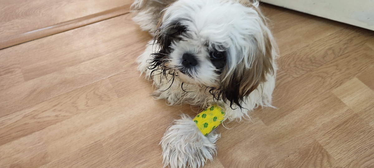 Амир. Ши-тцу. 5 мес.