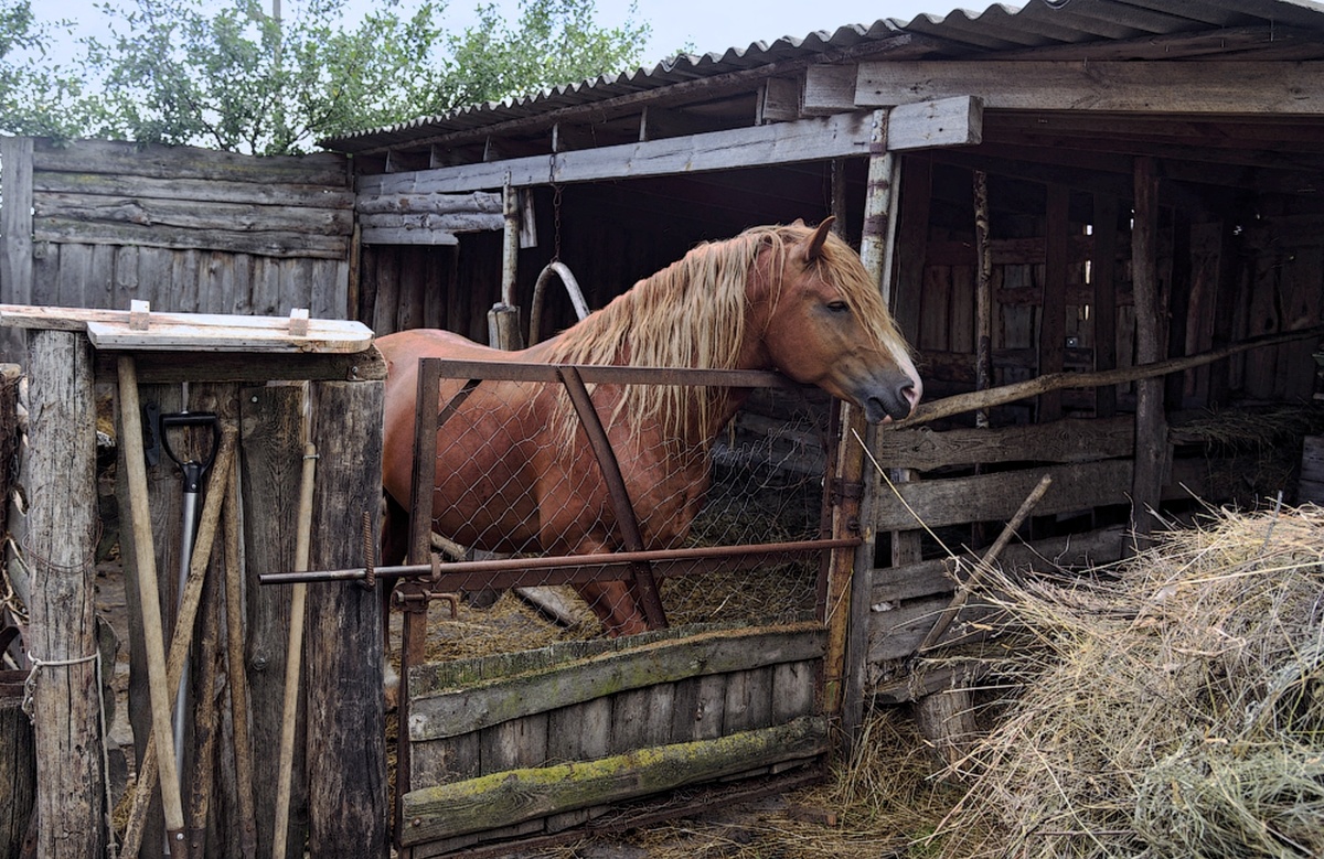 Сегодня лошадь в деревне - это уникальное явление. Фото из открытых источников.