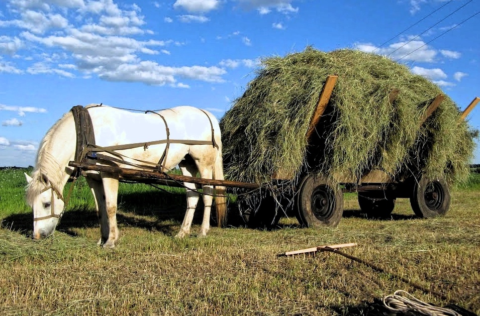 Всё своё везу сама... Фото из открытых источников.