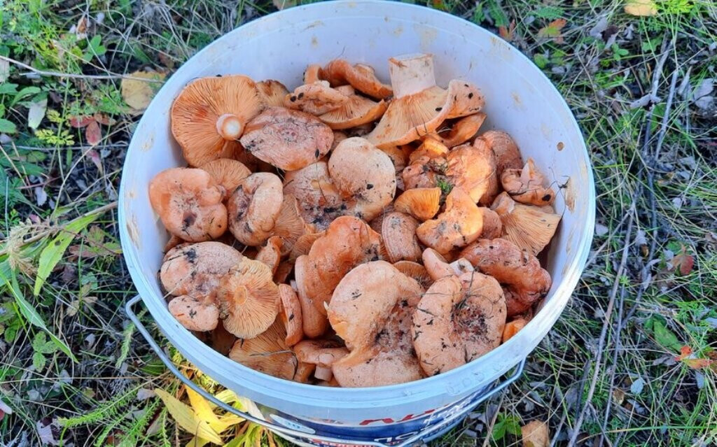 Автор фото: andrei sigarev