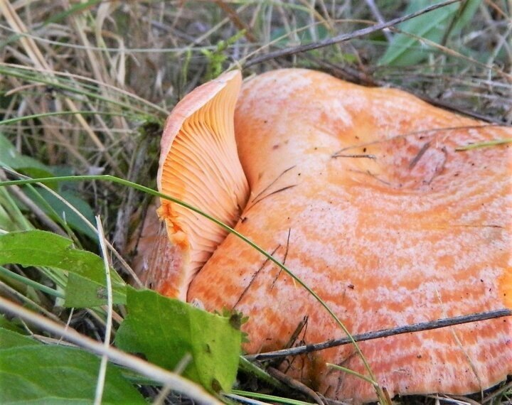 Автор фото Ирина Черпакова