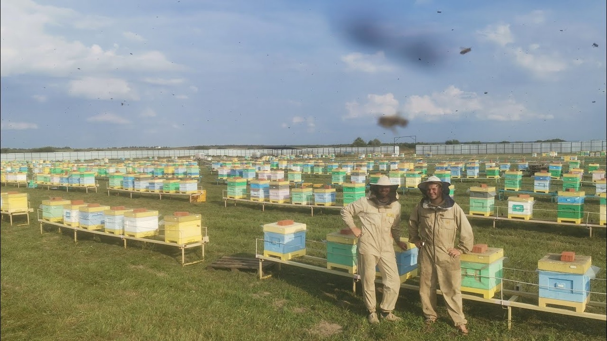 Промышленная пасека