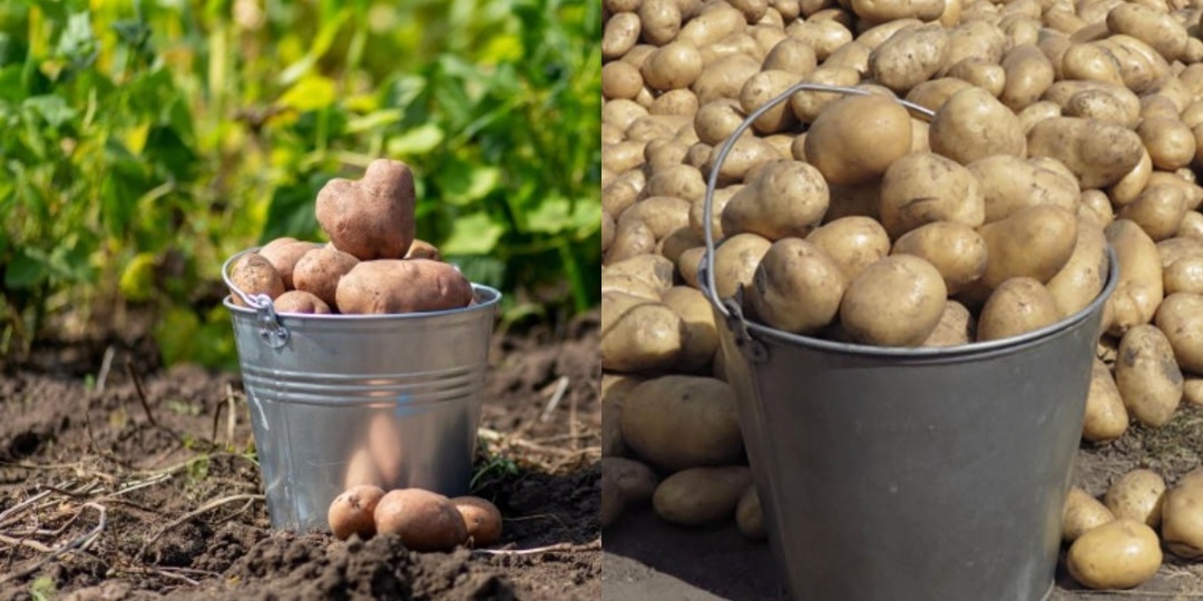 Применил голландский метод выращивания картофеля. С 4 соток собрал на 25% больше обычного