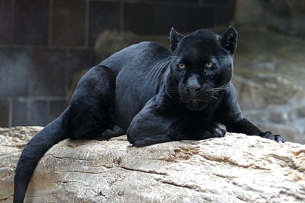    Черный ягуар. Фото: Cburnett / Wikimedia Commons
