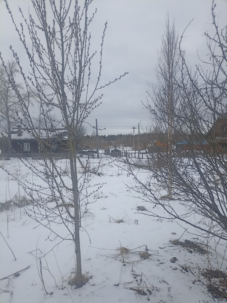 На фото 12 мая 2024 года. Снег приходит незаметно. До этого вроде все растаяло на полях. В этих условиях проволочнику ещё нечем питаться и он лезет в теплицу, где ест горчицу