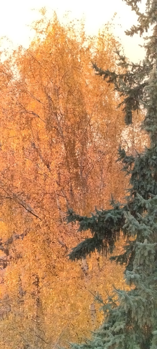 Осенний контраст.