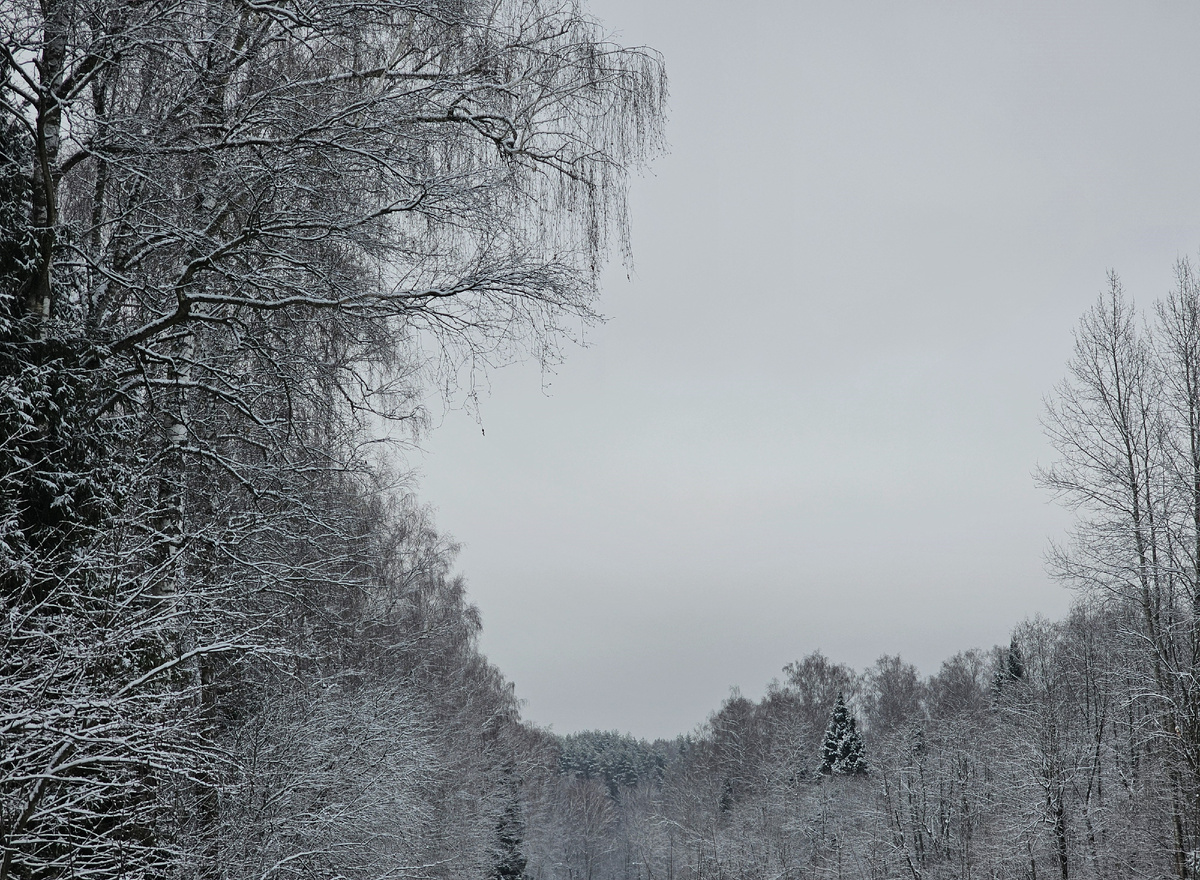 Мрачный лес преобразился, посветлел... 