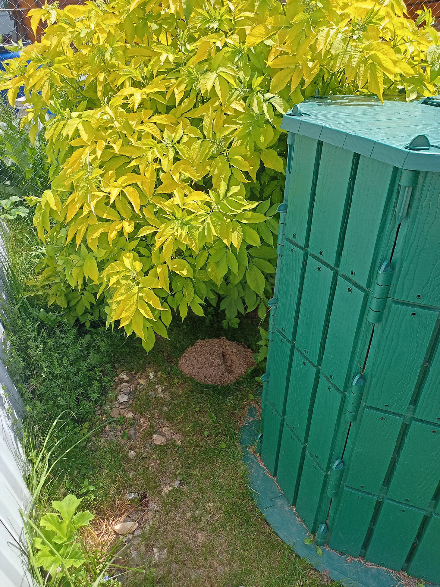 Кротовина. Фото из архива авторов.