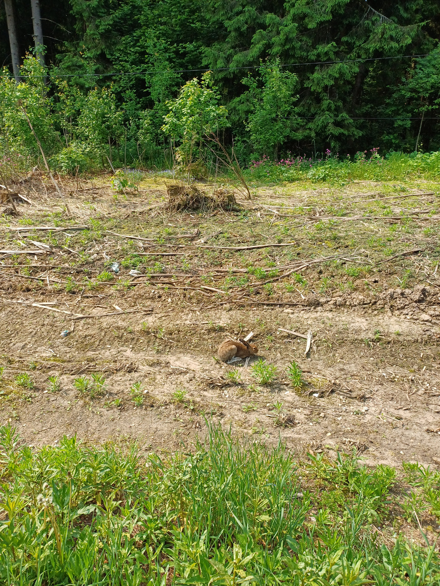 Заяц. Фото из архива авторов.