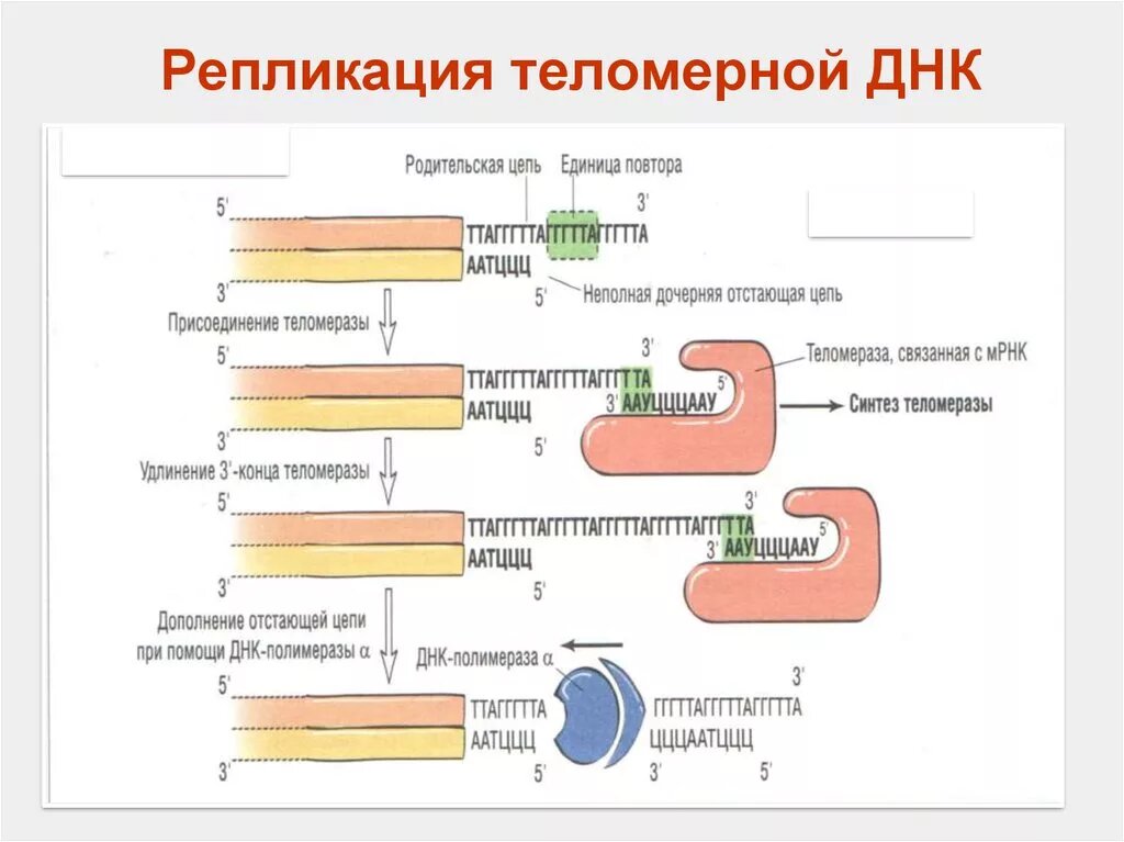 На данной фотографии представлен наглядный процесс работы теломеразы.