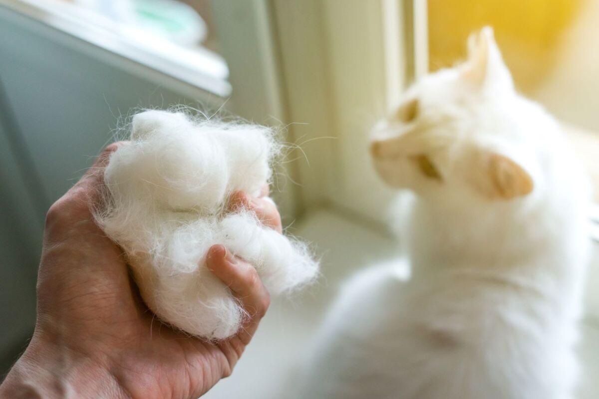 Почему кошки едят свою шерсть​