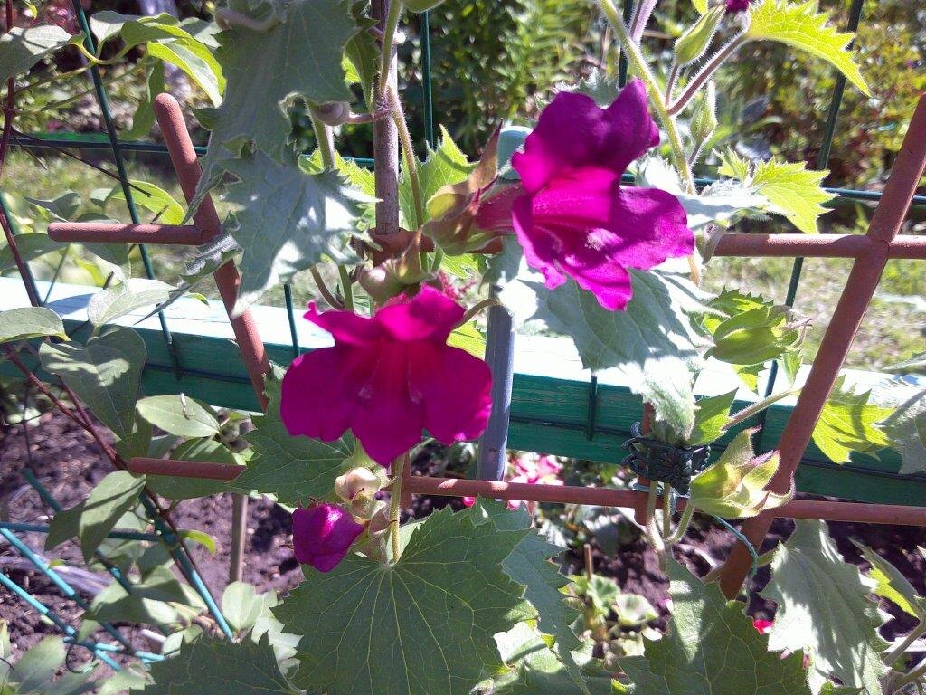 Начало вегитации, все фото мои.