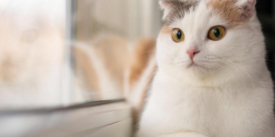 Рыжий, белый или черный: что окрас шерсти расскажет о характере кошки