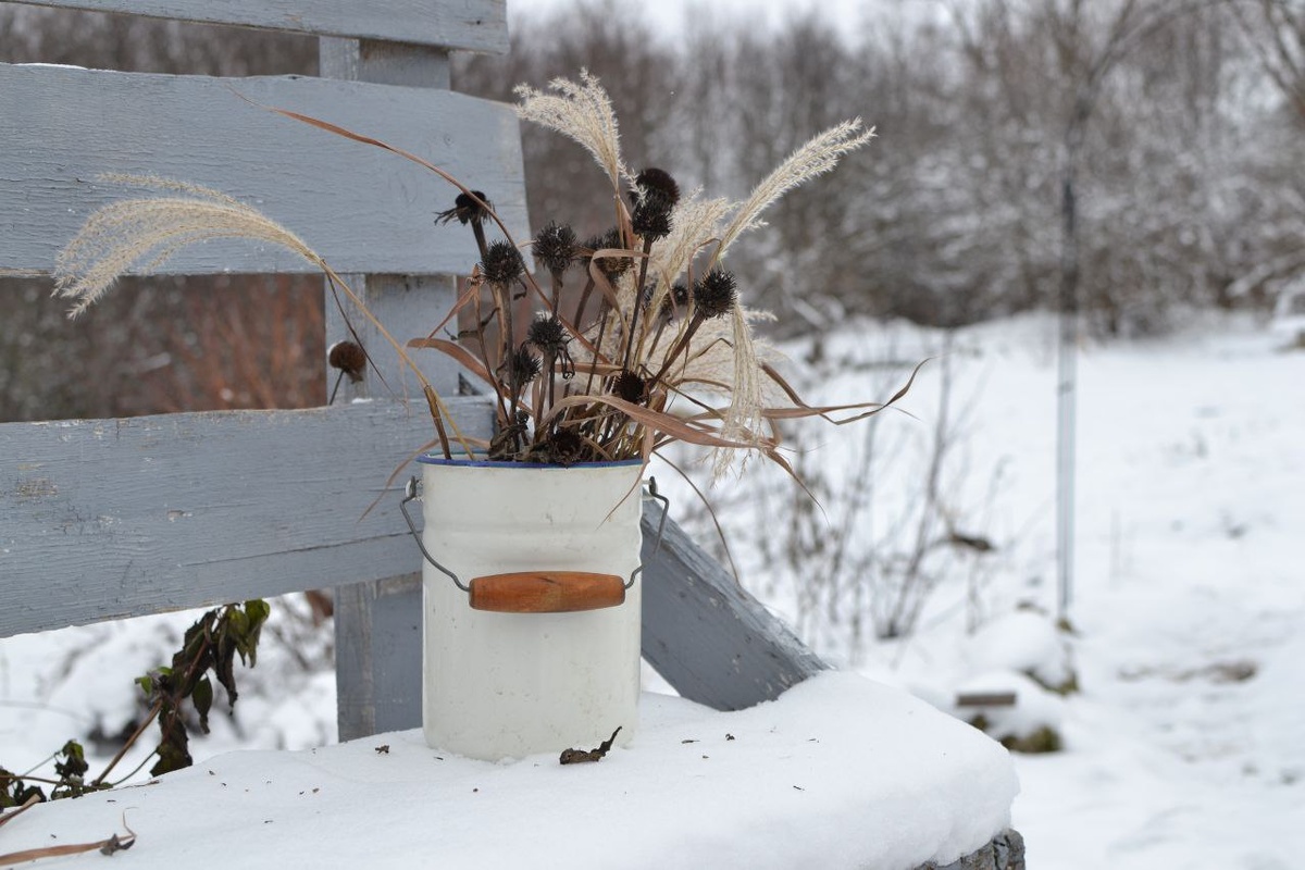 А поразвлекаю я вас декабрьскими фотографиями из сада. Галерея, листайте