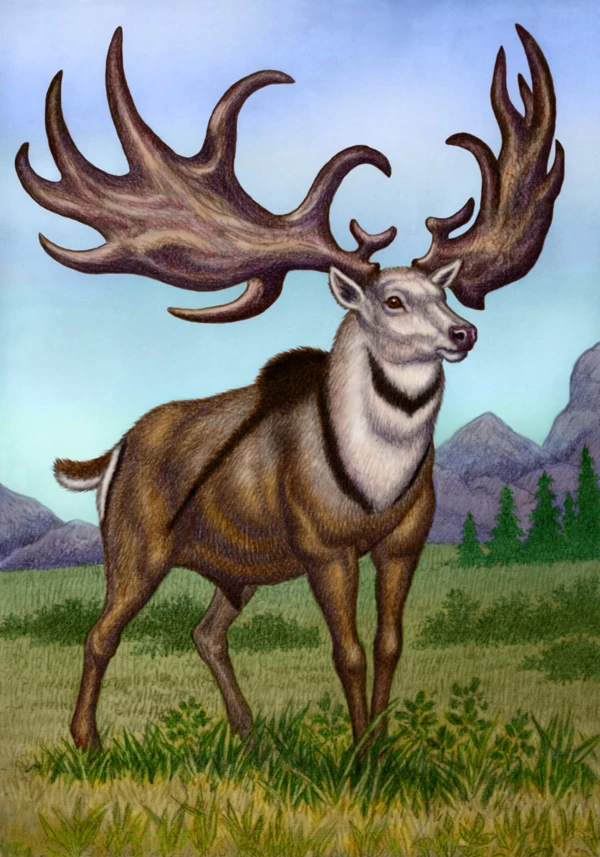 Реконструкция большерогого оленя от WillemSvdMerwe
