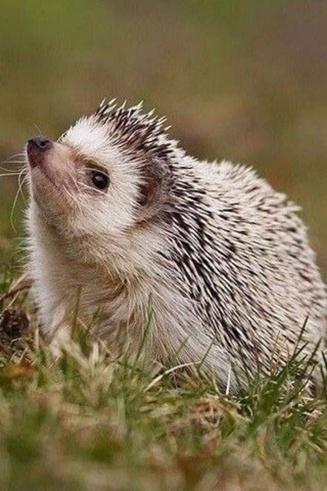 чем пахнет?