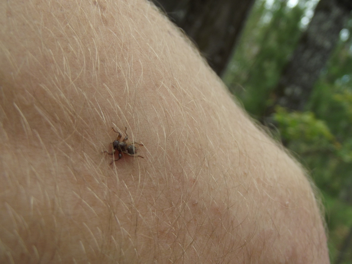 Сбросившая крылья кровососка. 13 сентября 2024