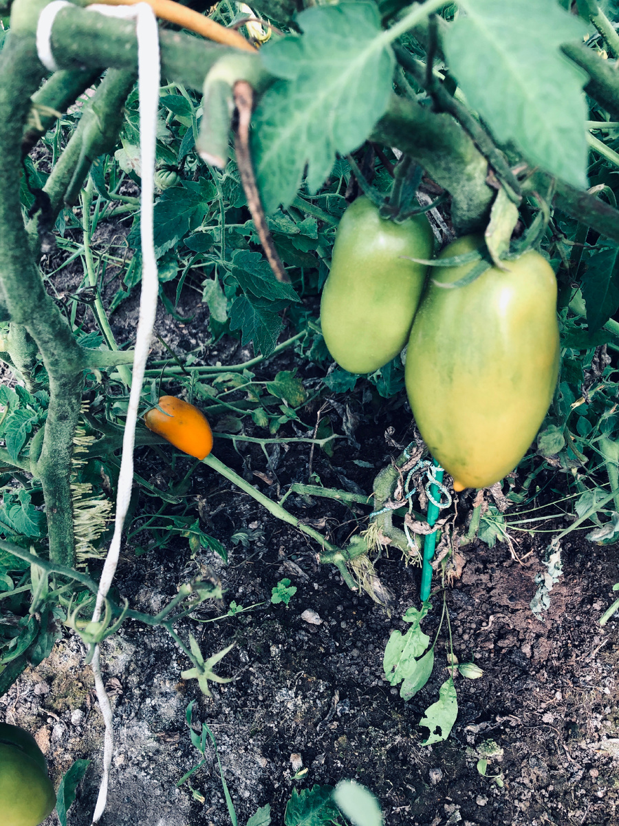 Первые помидоры,выращенные мной в наше первое деревенское лето. Везде фото автора.