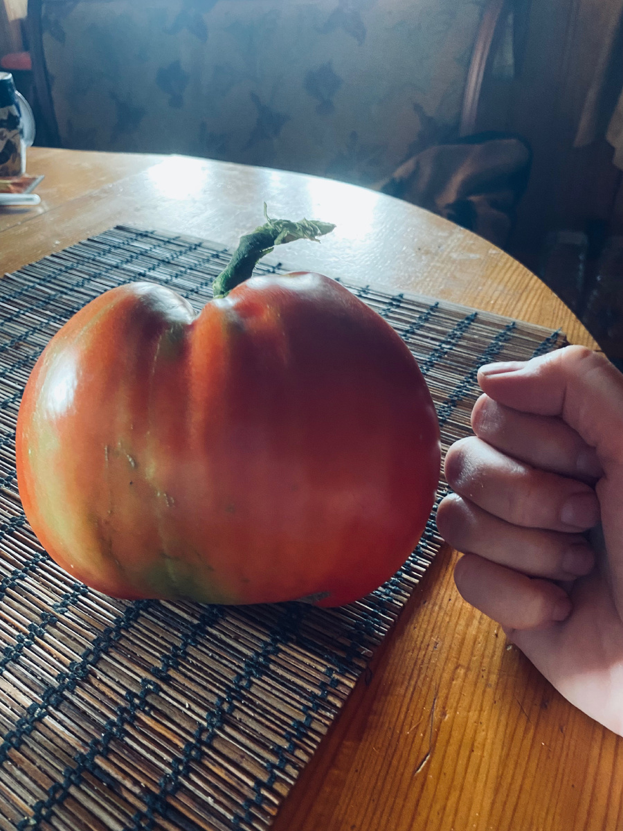 Опыт выращивания помидор в открытом грунте оказался успешным,  но очень трудозатратным. 