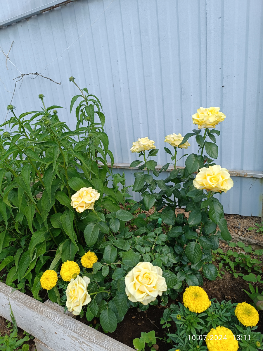 Здесь керио уже выгорела на солнце, цветы стали нежно-желтыми